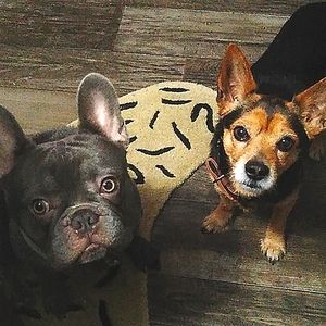 National Pets Day 4/11 🥳🎉 Celebrating LEGEND and RE RUN